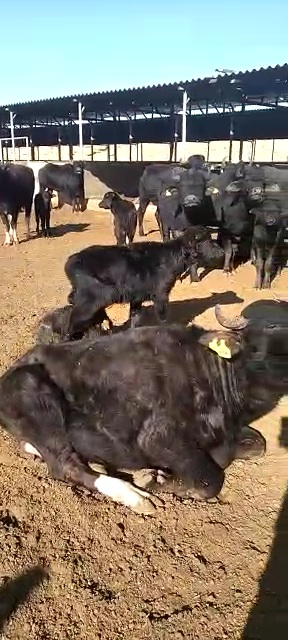 فروش گوساله گاومیش 2 الی 3 ماهه همراه با مادرشان